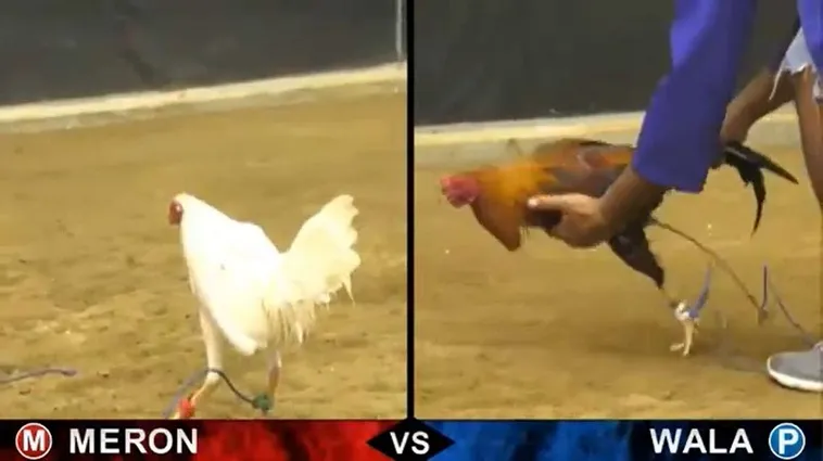 Bí Kíp Chơi Đá Gà Sabong Tại V6Bet Chắc Thắng